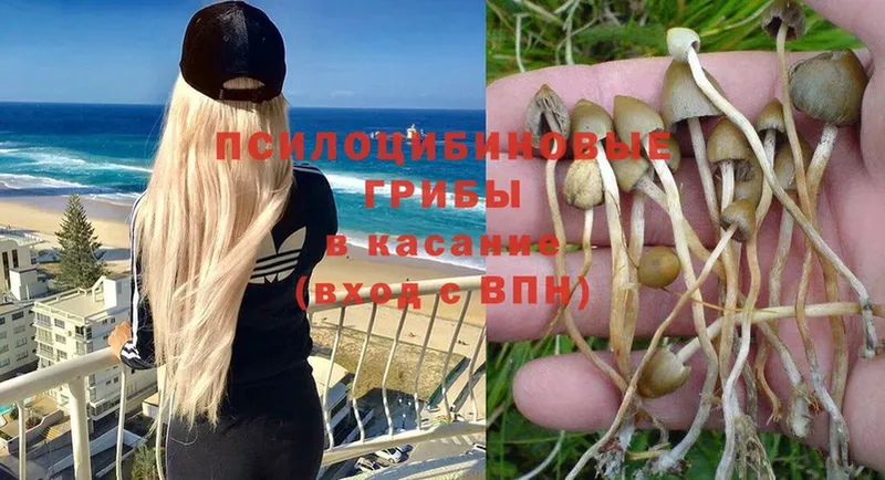 Псилоцибиновые грибы Magic Shrooms  Камышлов 